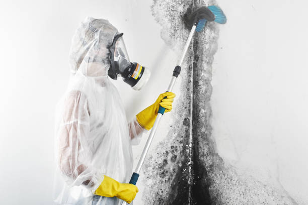 Best Industrial Mold Remediation  in USA